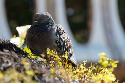 Close-up of pigeon perching on plant