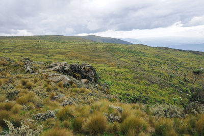 Scenic view of moorland ecological zone of aberdare national park, kenya