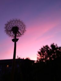 Silhouette of dandelion against sky at sunset