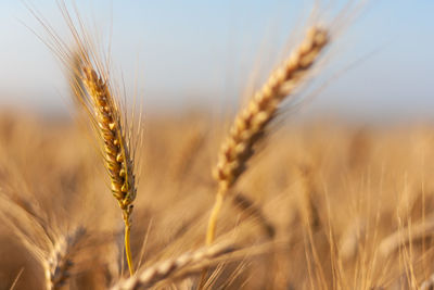 Close-up of stalks in wheat field