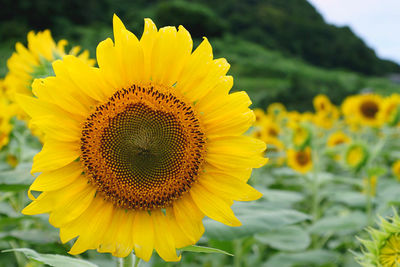 Close-up of sunflower on field