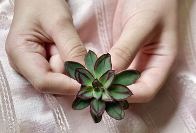 Close-up of hand holding leaves