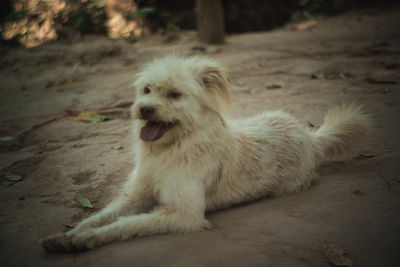 Dog relaxing on land