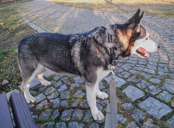 High angle view of dog standing on footpath