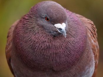 Close-up portrait of pigeon