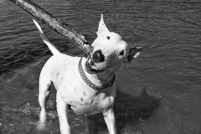 High angle view of dog in water