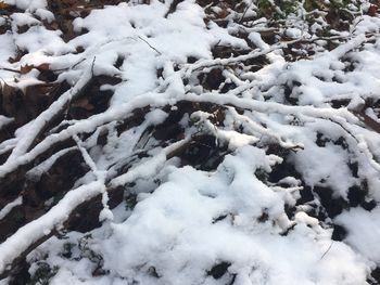 Close-up of snow covered tree