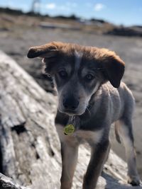 Portrait of puppy on land