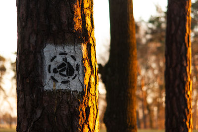 Close-up of tree trunk in forest