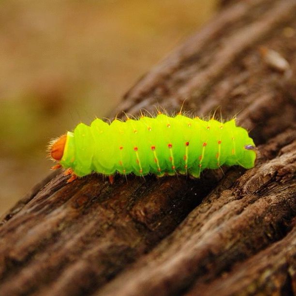 close-up, green color, focus on foreground, selective focus, caterpillar, yellow, insect, nature, leaf, animals in the wild, animal themes, one animal, wildlife, sharp, day, wood - material, outdoors, growth, natural pattern, no people