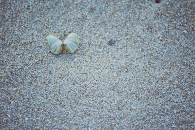 High angle view of shells on sand