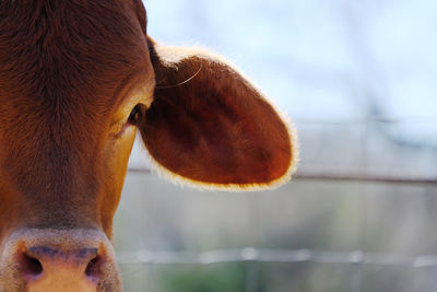 Close-up of a horse