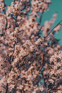 Close-up of flowering plant