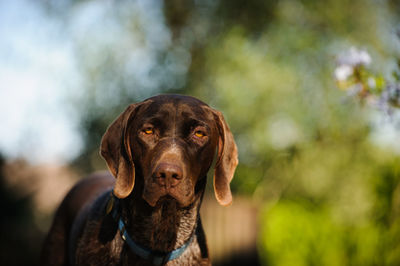 Close-up portrait of dog