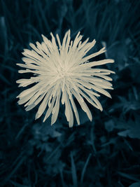 Close-up of flower against blurred background