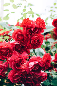 Close-up of red roses