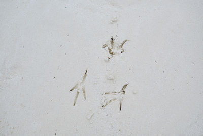 High angle view of footprints of bird on sand
