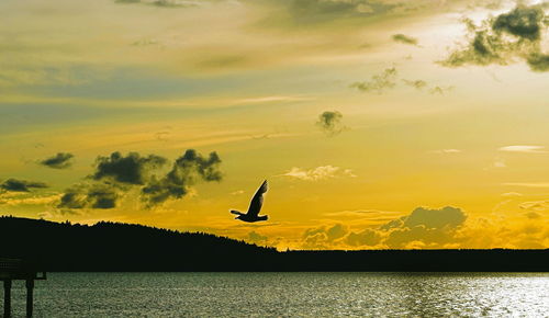 Silhouette bird flying over lake against sky during sunset