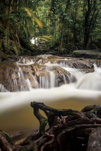 Scenic view of waterfall in forest