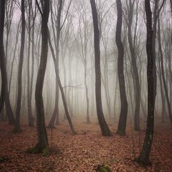 Trees in forest during foggy weather