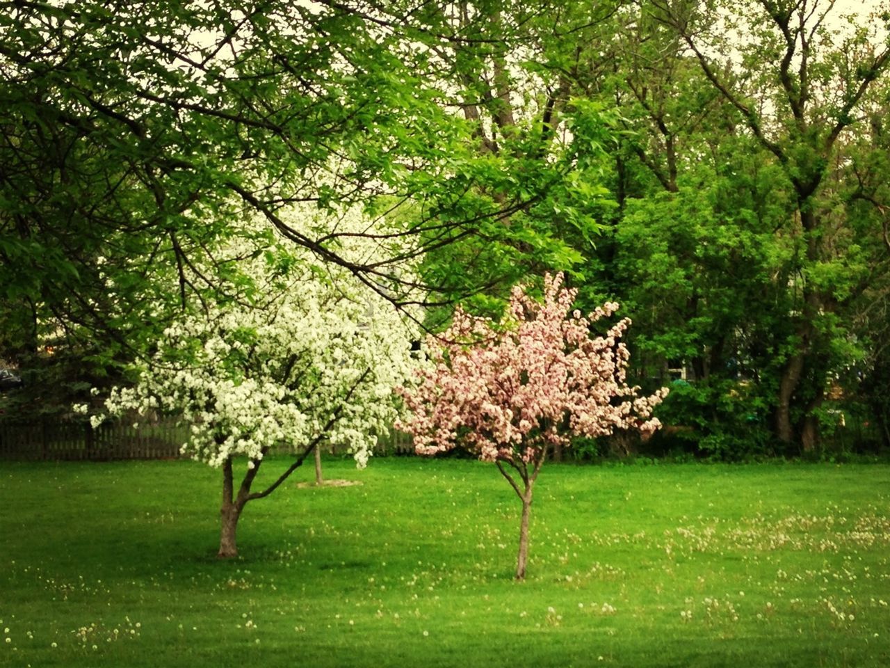 tree, grass, growth, green color, beauty in nature, branch, flower, nature, park - man made space, tranquility, tranquil scene, freshness, field, scenics, tree trunk, blossom, park, landscape, day, grassy