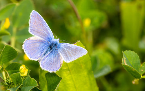 Close-up of butterfly on purple flower