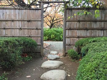 Plants growing in garden