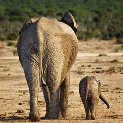 Rear view of elephant with calf walking on field