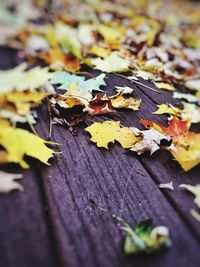 Close-up of maple leaves during autumn