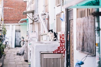 Cat outside building