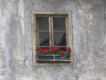 View of plants against the wall