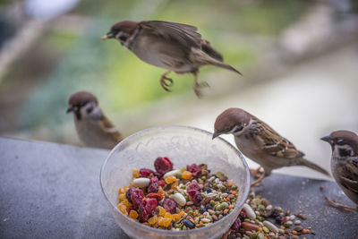 Close-up of bird eating food