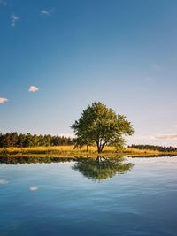 Trees by lake against sky