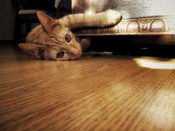 Portrait of cat on table