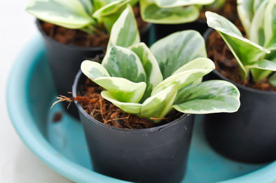 High angle view of potted plant on table