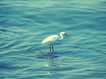 Bird in water