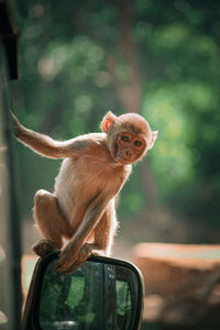  monkey looking forward sitting on the mirror of car with closeup shot