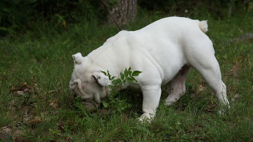 Dog on field