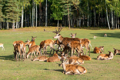 Red deer, cervus elaphus, herd standing on grassland. male animal surrounded by female animals.