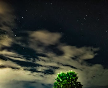 Low angle view of trees against sky at night