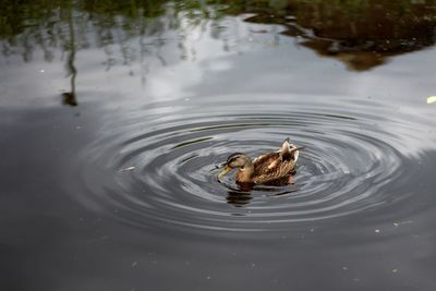 High angle view of duck swimming in lake