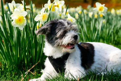 White dog in field