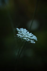 Close-up of dandelion flower