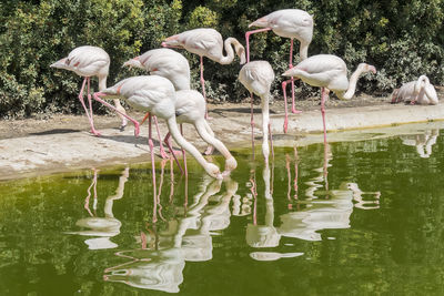 Birds in lake