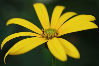 Close-up of yellow flower blooming outdoors