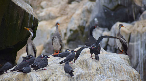 Birds perching on rock