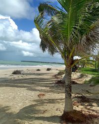 Palm tree on beach against sky