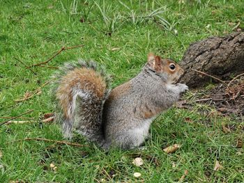 High angle view of squirrel on field