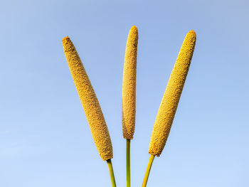 Low angle view of yellow plant against clear blue sky