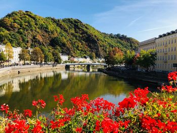 Scenic view of lake and red flowering plants against sky